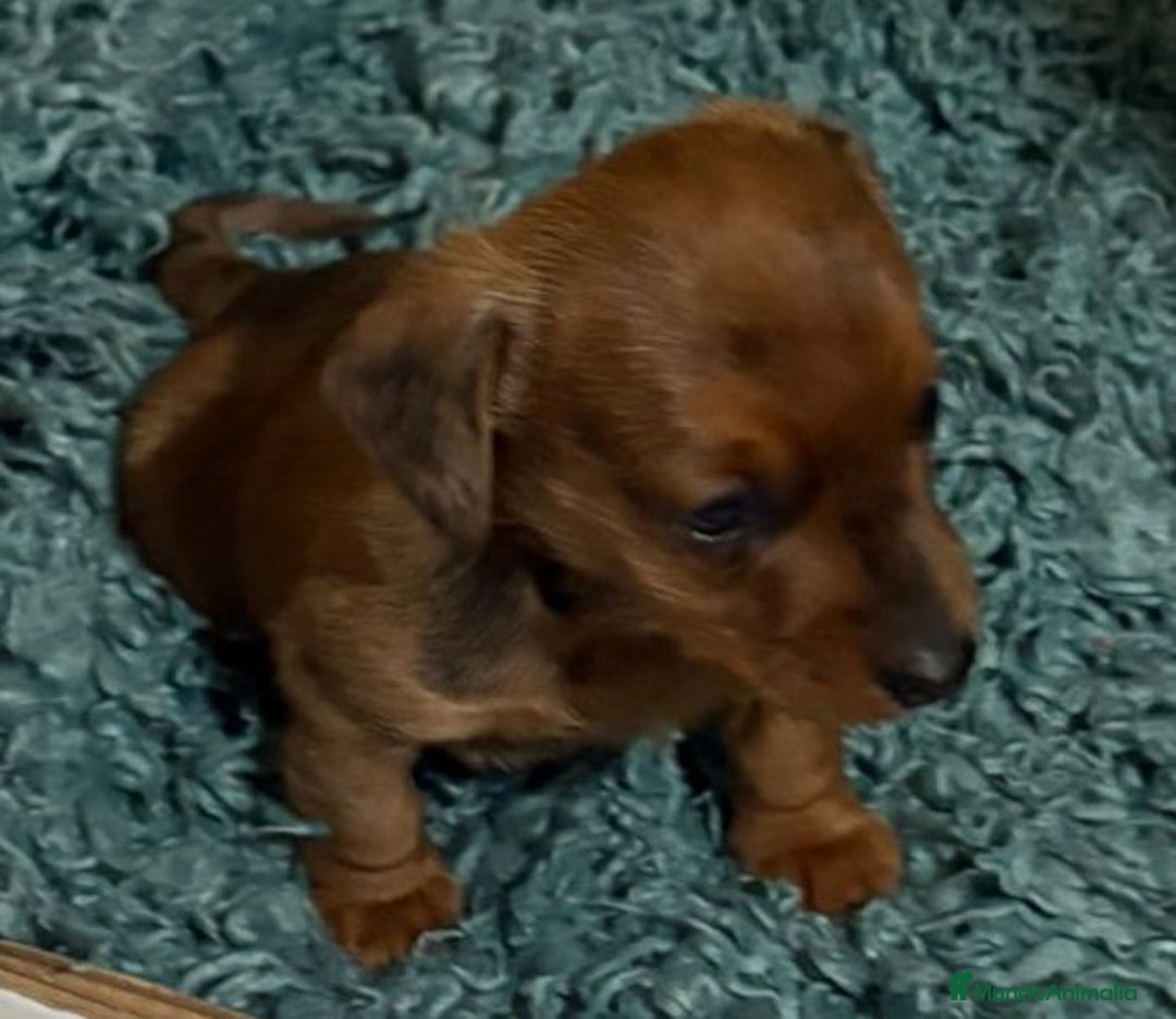 Teckel Miniatura perros en venta: cachorro  teckel miniatura merle chocolate diluido - Anuncio 8