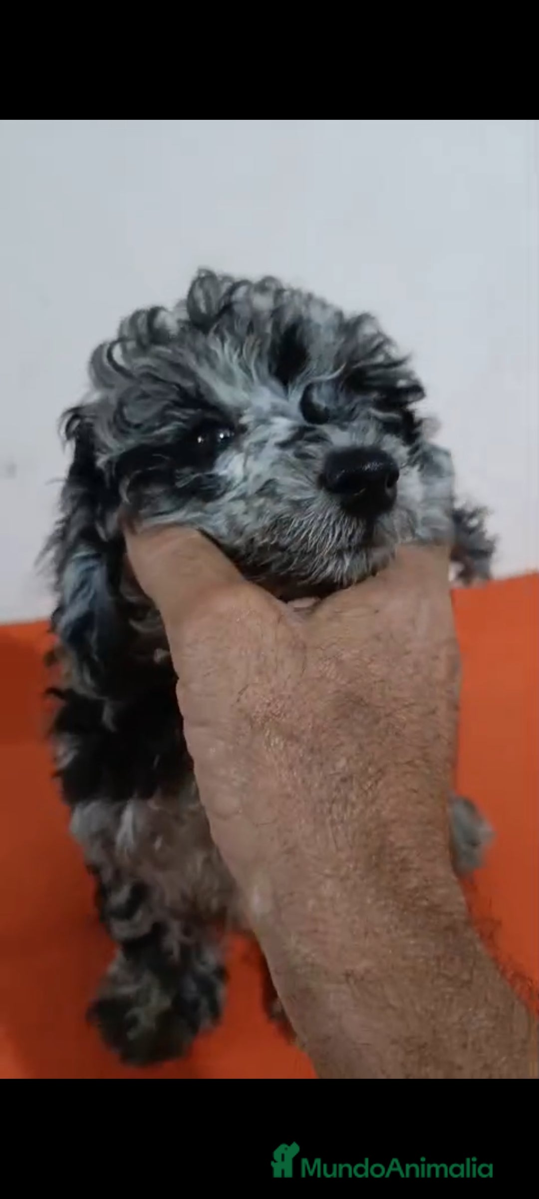 Caniche Toy perros en venta: Exclusivos caniche toy exóticos!!! - Imagen 8