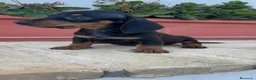 Teckel Miniatura perros en venta: TECKEL MINIATURA - Anuncio 7