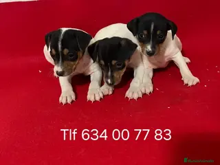 Ratonero Bodeguero Andaluz perros Lindos Bodegueros - Anuncio 1