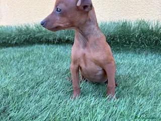Pinscher Miniatura perros Mini Pinscher miniatura macho - Anuncio 10