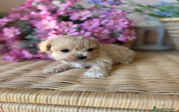 Maltipoo perros en venta: Maltipoo tacita de té !!! - Imagen 5