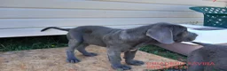 Mastín Napolitano perros en venta: Mastín Napolitano - Anuncio 2