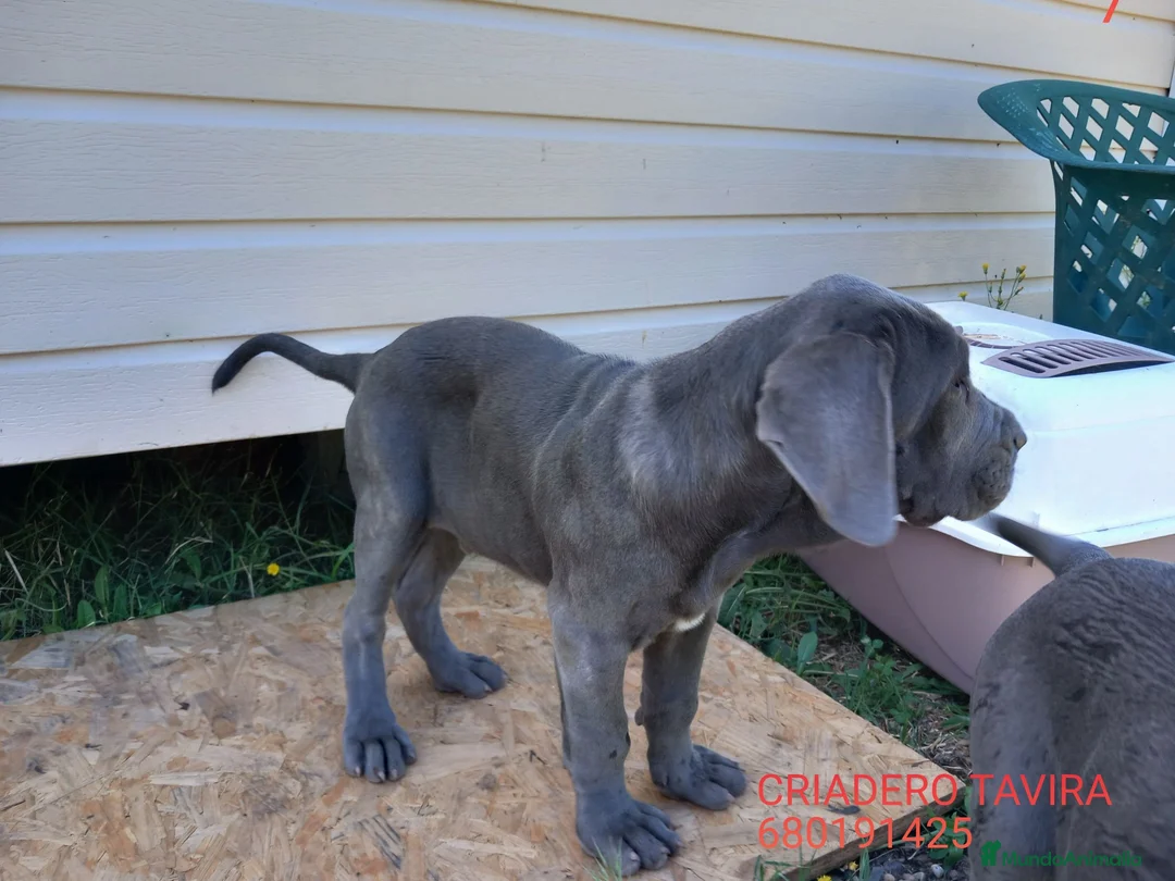 Mastín Napolitano perros en venta: Mastín Napolitano - Anuncio 2