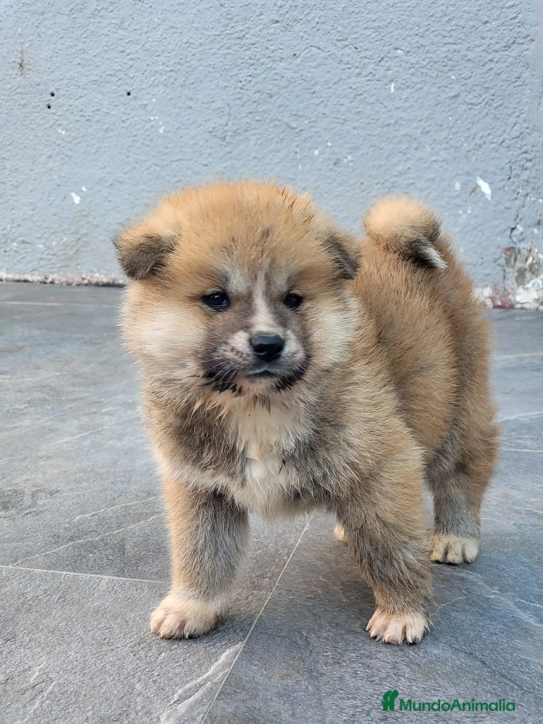 Akita Inu perros en venta: Preciosa Camada de Akita Inu - Anuncio 1