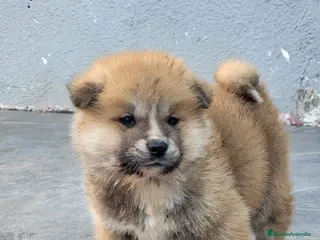 Akita Inu perros Preciosa Camada de Akita Inu - Anuncio 28