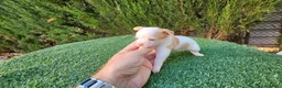 Chihuahua perros en venta: Chihuahuas mini  - Anuncio 3