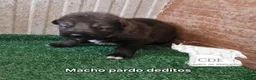 Perro Lobo Checoslovaco perros en venta: Wolfdog/Perro lobo - Anuncio 3