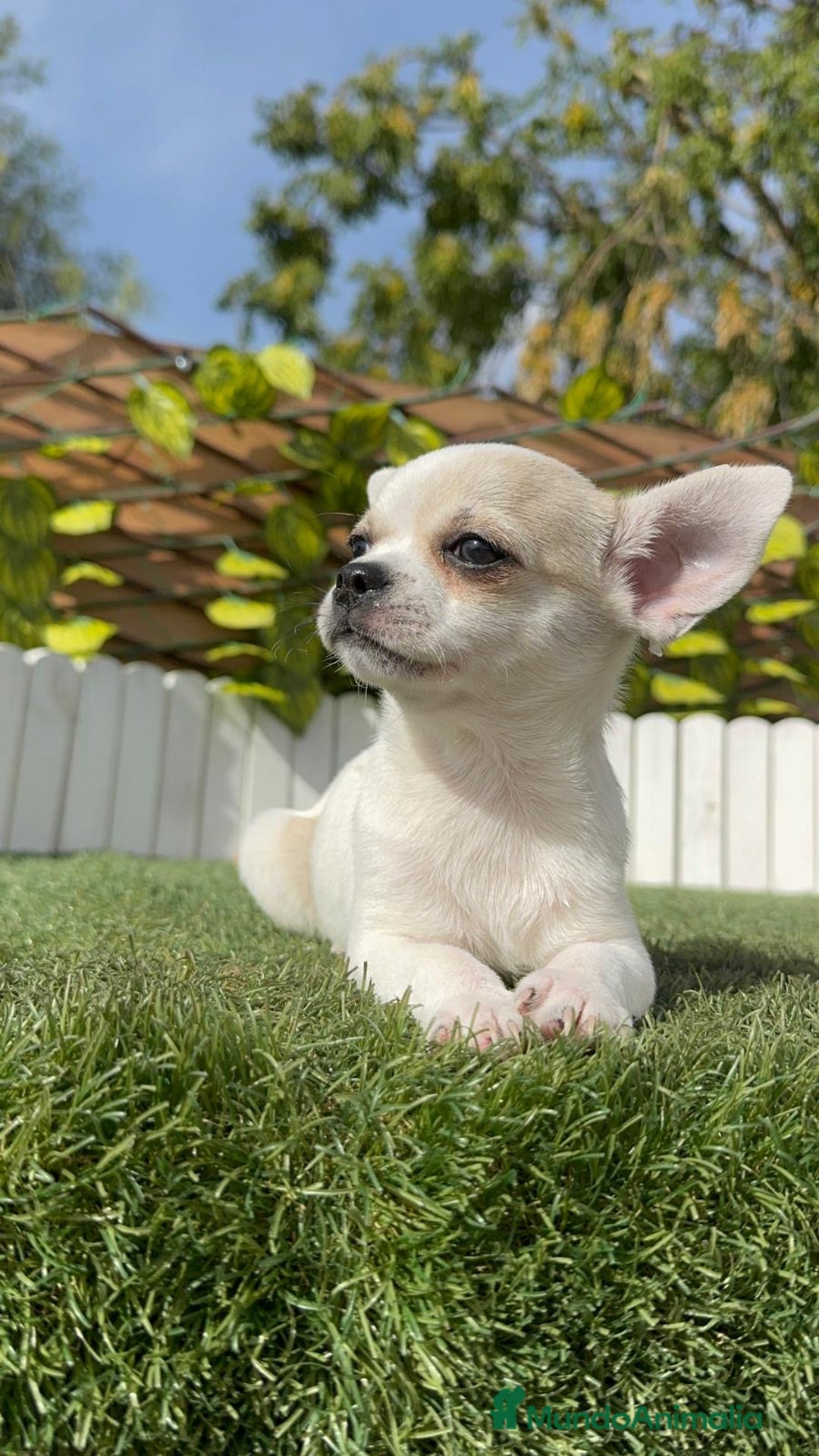 Chihuahua perros en venta: CHIHUAHUA MACHO - Imagen 11