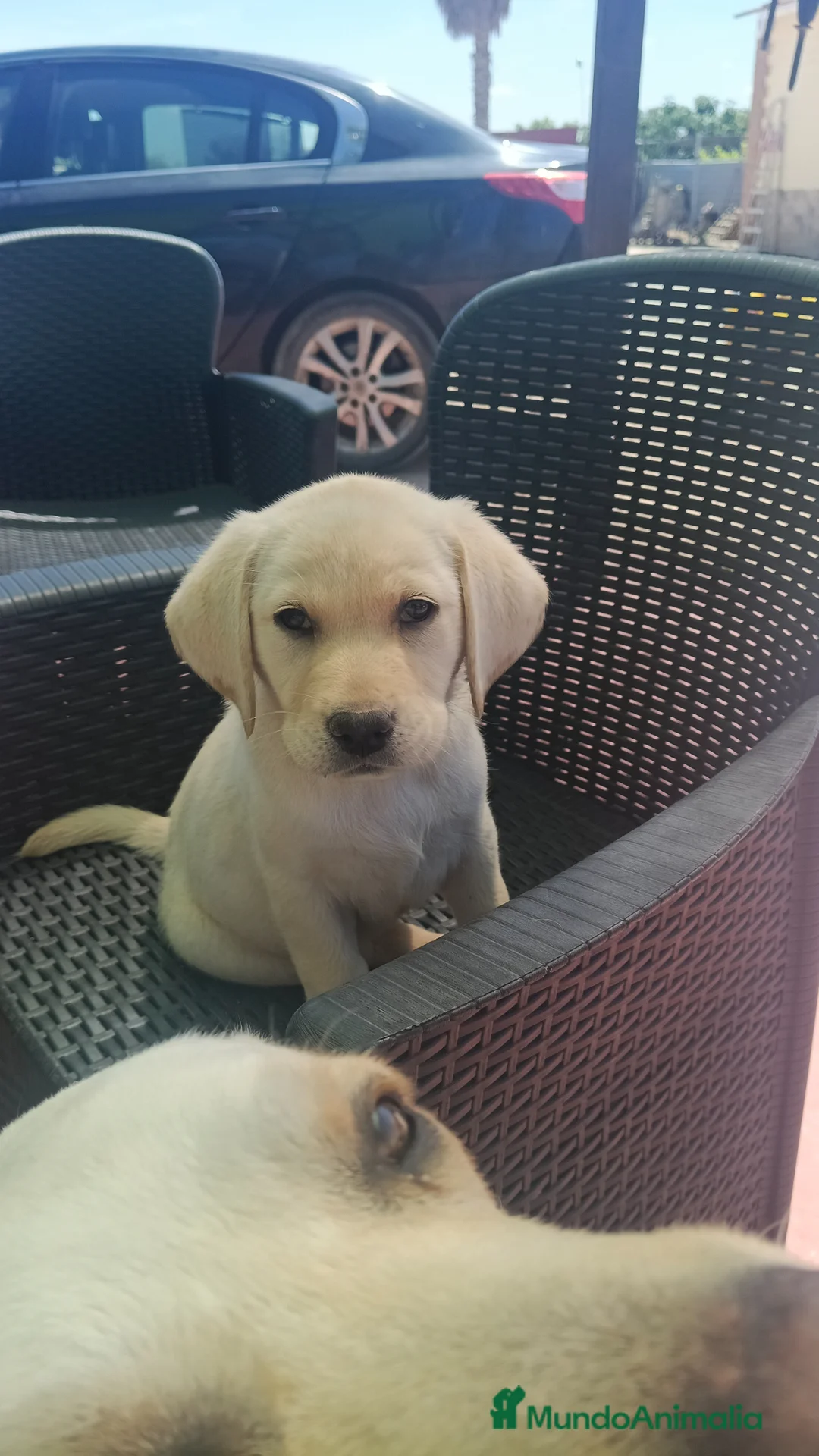 Labrador Retriever perros en venta: Hembra labrador retriever  - Anuncio 2