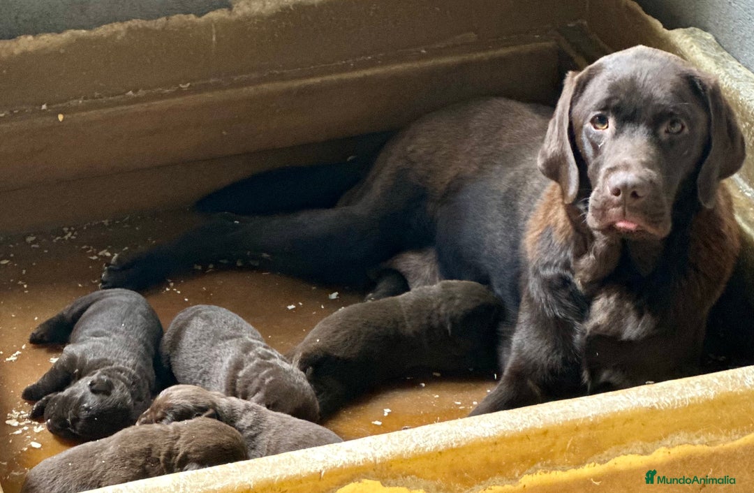 Labrador Retriever perros en venta: LABRADOR RETRIEVER CHOCOLATE - Imagen 10