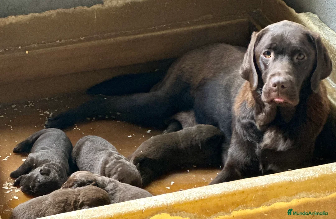 Labrador Retriever perros en venta: LABRADOR RETRIEVER CHOCOLATE - Anuncio 10