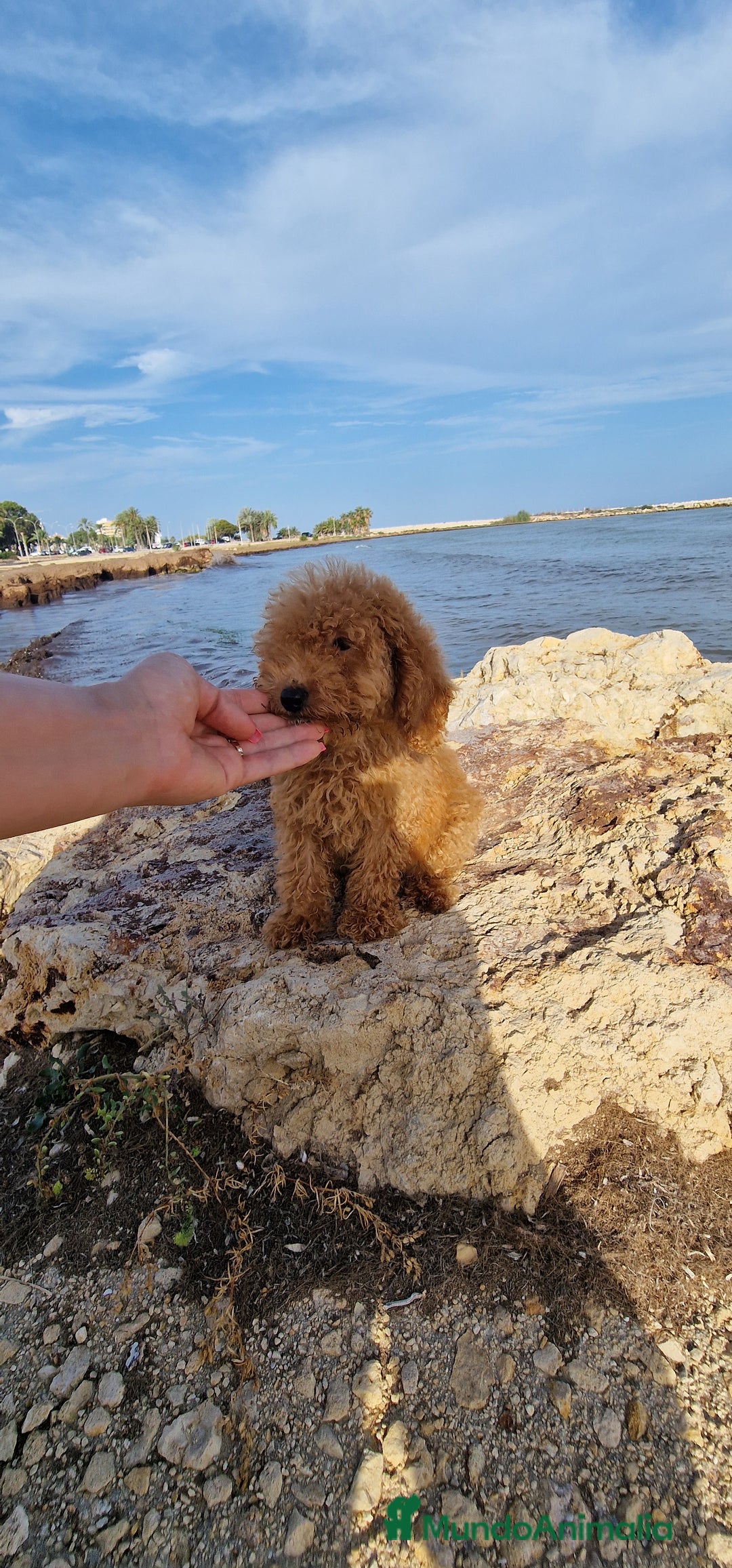 Caniche Toy perros en venta: MACHO CANICHE TOY.  - Imagen 1