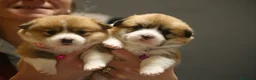 Welsh Corgi Pembroke perros en venta: Preciosas cachorras de Welsh corgi Pembroke - Anuncio 3
