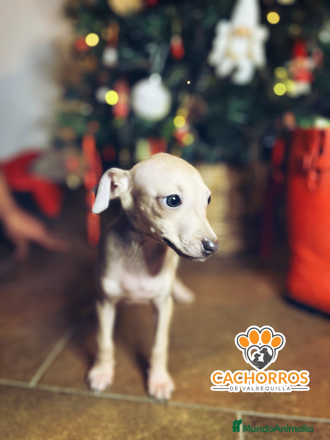 Pequeño Lebrel Italiano perros en venta: Lebrel italiano  - Anuncio 4