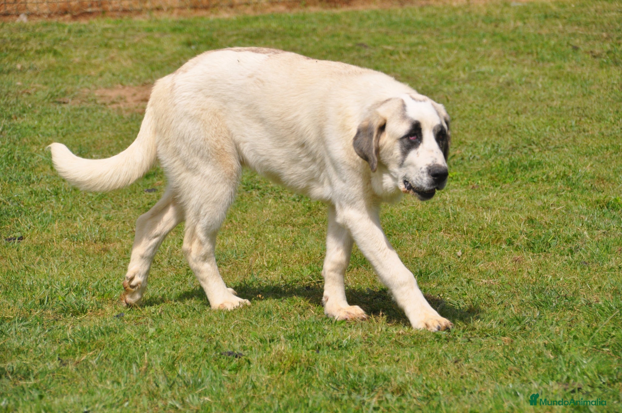 Mastín Español perros Mastin Español Autóctono Ganadero - Anuncio 1