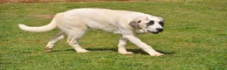 Mastín Español perros en venta: Mastin Español Autóctono Ganadero - Anuncio 1