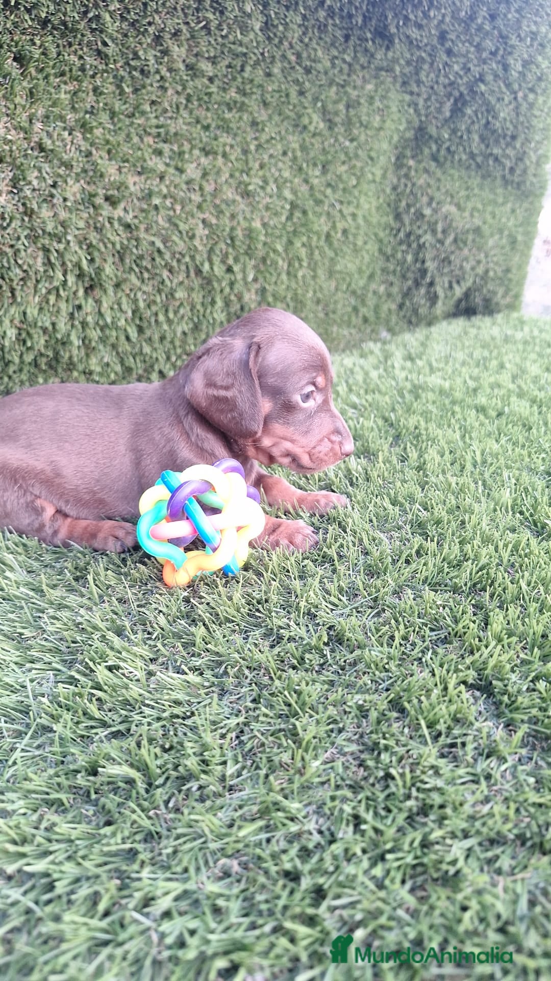 Teckel perros en venta: Teckel Chocolate Mini - Imagen 1