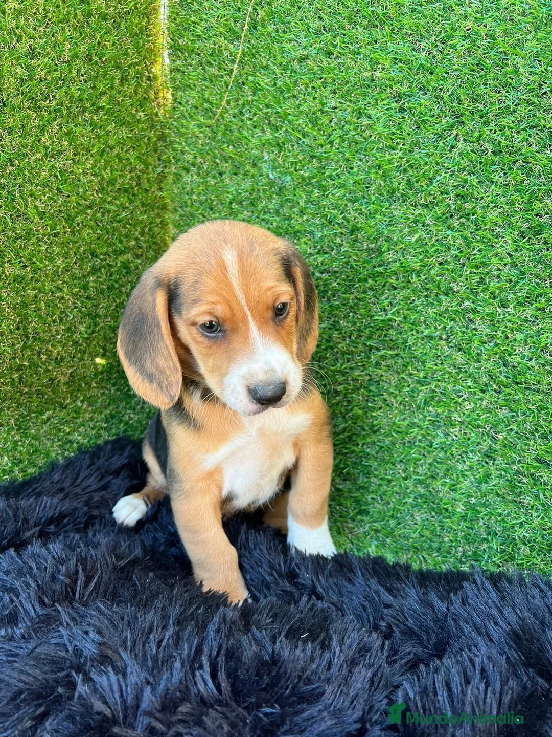 Beagle perros en venta: Beagle cachorros  en Ciudad Real - Anuncio 3