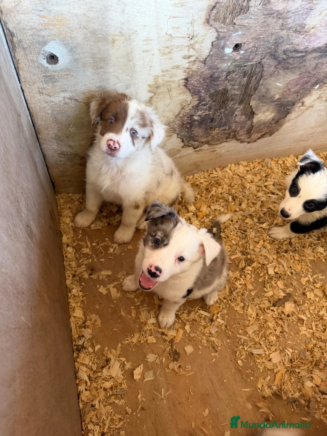 Border Collie perros en venta: Borde collie  - Anuncio 2