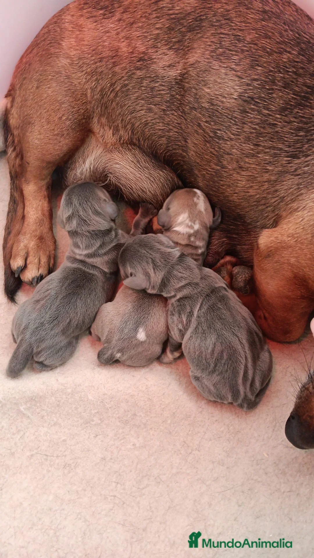 Teckel Miniatura perros en venta: Preciosas cachorras Teckel mini blue fuego - Anuncio 1