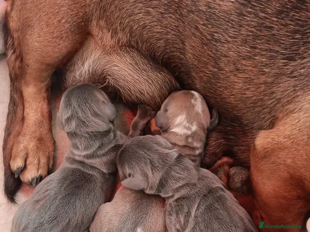 Teckel Miniatura perros Preciosas cachorras Teckel mini blue fuego - Anuncio 1