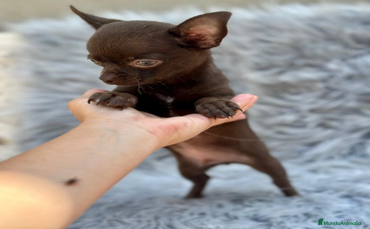 Chihuahua perros - Propaganda 16