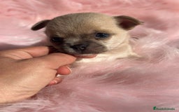 Chihuahua perros en venta: Chihuahua Toy Isabella  - Anuncio 6