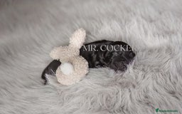 Cocker Spaniel Inglés perros en venta: Cocker Spaniel Ingés, cachorros - Anuncio 3