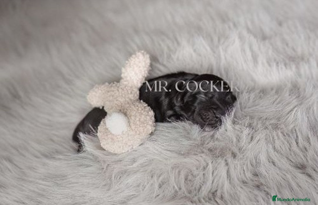 Cocker Spaniel Inglés perros en venta: Cocker Spaniel Ingés, cachorros - Anuncio 3