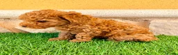 Caniche Toy perros en venta: Caniche toy roja - Anuncio 10
