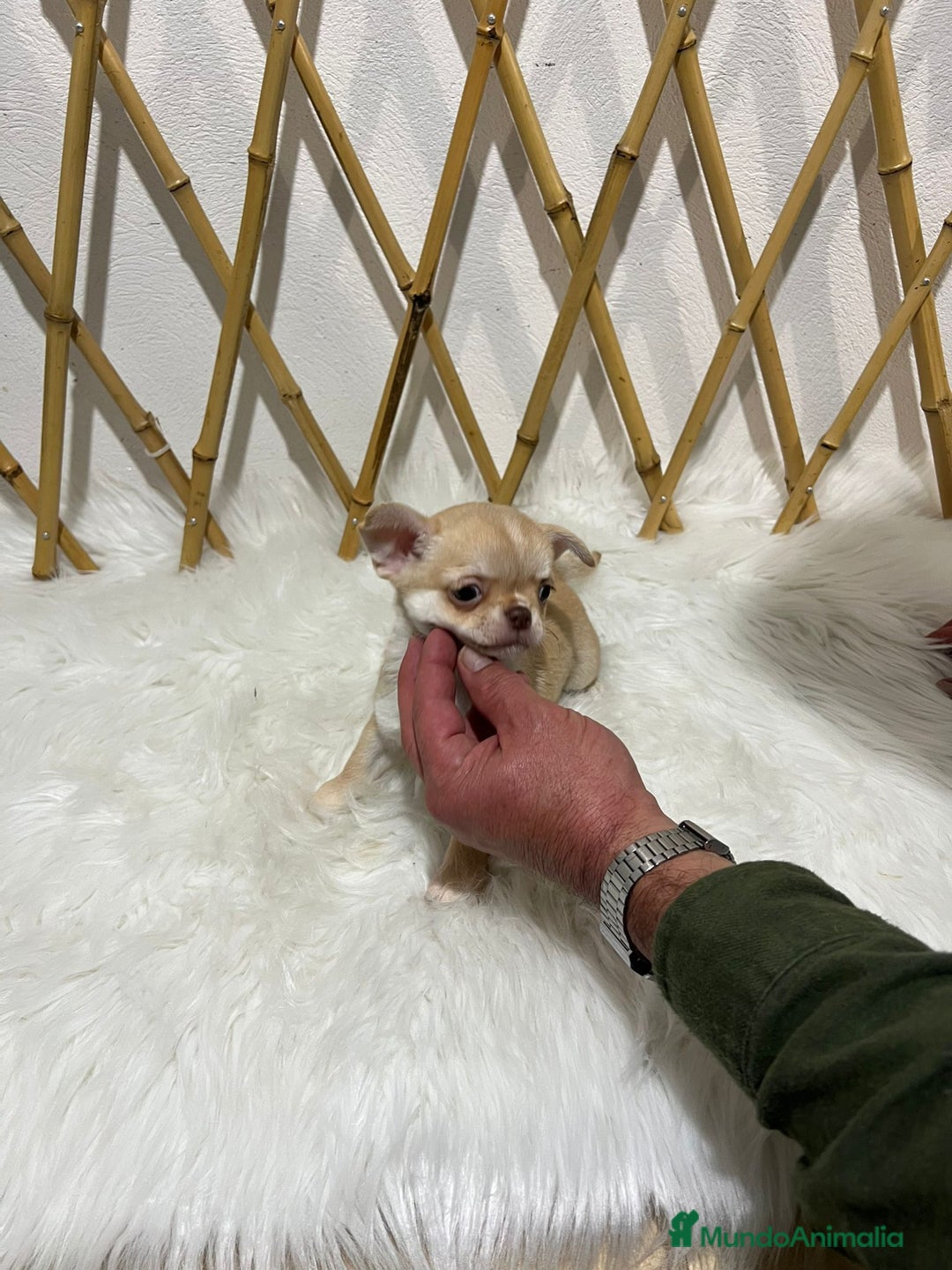 Chihuahua perros en venta: CHIHUAHUA MINI TOY  - Anuncio 1