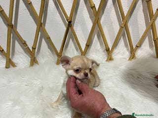 Chihuahua perros CHIHUAHUA MINI TOY - Anuncio 17