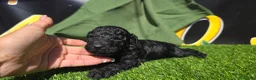 Caniche Enano perros en venta: Caniches hembras  - Anuncio 1