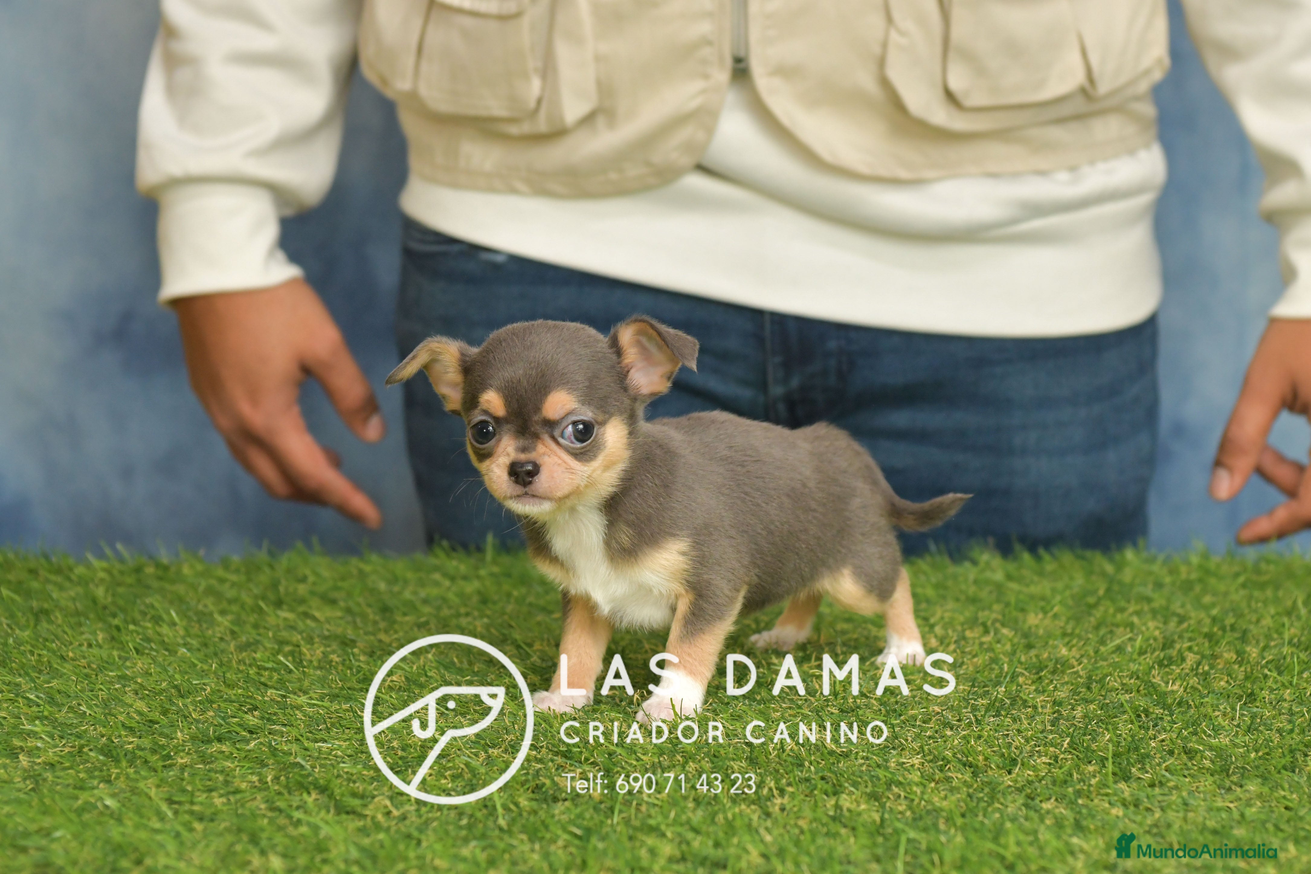 Chihuahua perros Chihuahuas disponibles - Anuncio 1