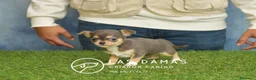 Chihuahua perros en venta: Chihuahuas hembras disponibles - Anuncio 1