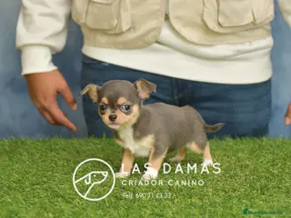 Chihuahua perros Chihuahuas hembras disponibles - Anuncio 17
