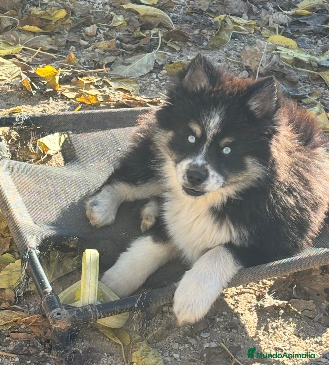 Pomsky perros en venta: Cachorro pomsky - Anuncio 3
