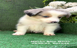 Border Collie perros en venta: BORDER COLLIE DE VILLA BIZNAGA - Imagen 12