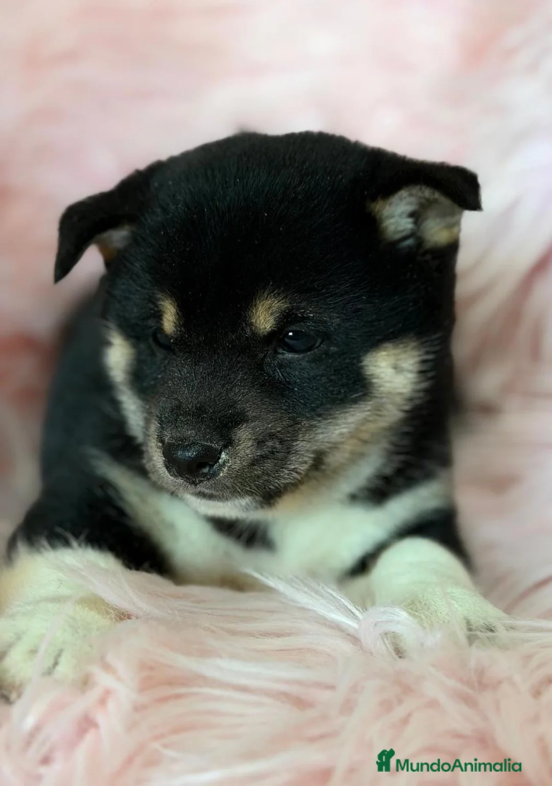 Shiba Inu perros en venta: SHIBA INU DISPONIBLES - Anuncio 5