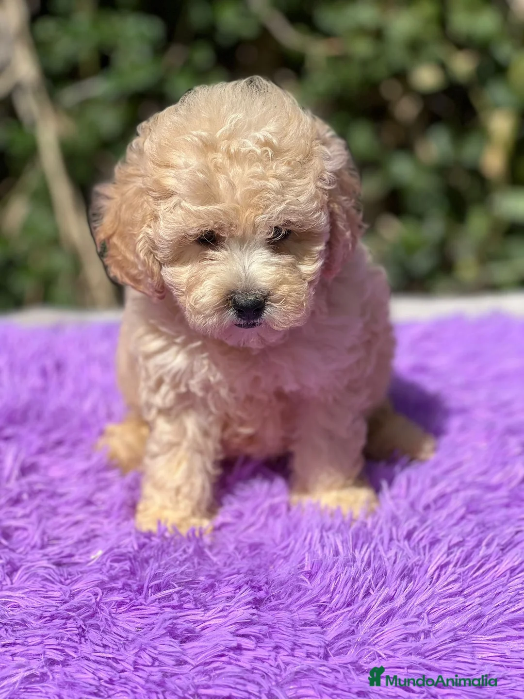 Maltipoo perros en venta: Maltipoo apricot - Anuncio 8