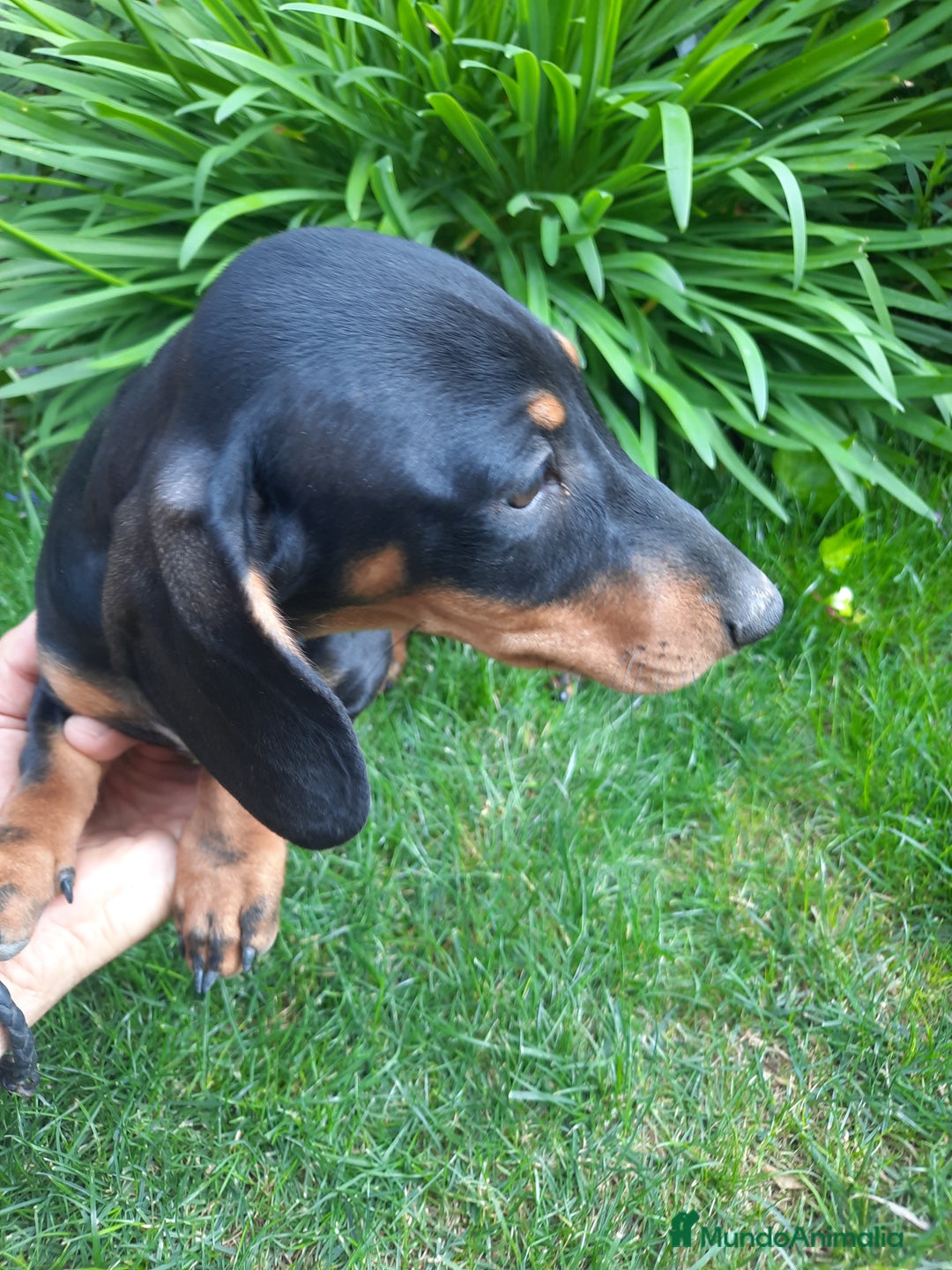 Teckel perros en venta: Cachorros de teckel pelo corto  - Imagen 1