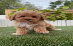 Raza Mixta perros en venta: CANICHE MACHO - Imagen 12