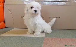 Bichón Maltés perros en venta: Bichon maltés toy  - Imagen 3