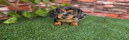 Teckel Miniatura perros en venta: TECKEL MINIATURA & KANNINCHEN  ARLEQUIN - Anuncio 1