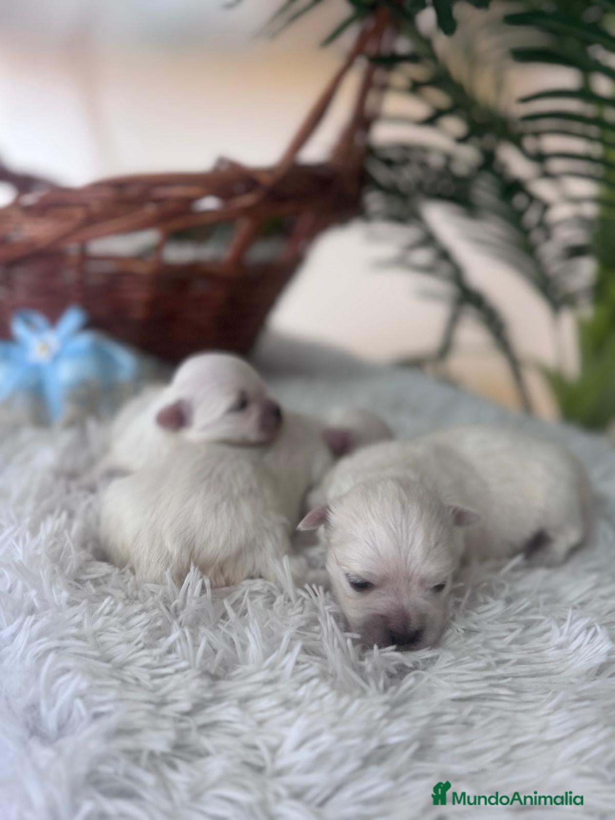 Bichón Maltés perros BICHON MALTES - Anuncio 2