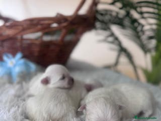 Bichón Maltés perros BICHON MALTES - Anuncio 4