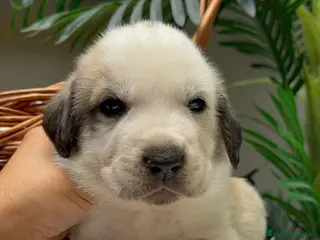 Mastín Español perros MASTIN ESPAÑOL - Anuncio 1