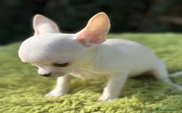 Chihuahua perros en venta: Chihuahua mscho minitoy  - Imagen 3