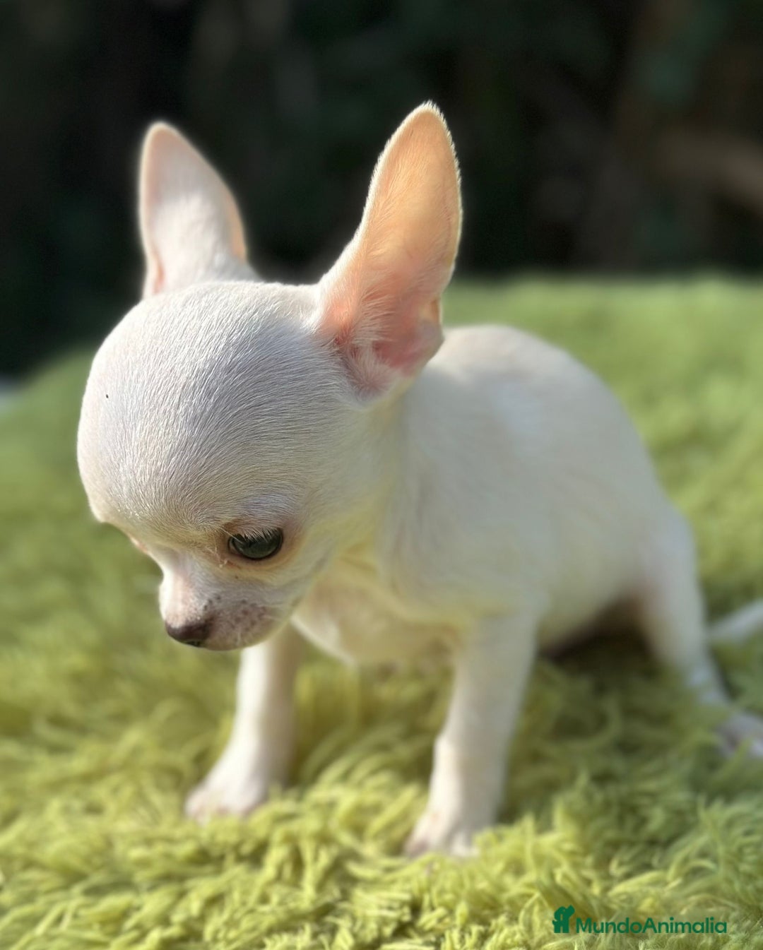 Chihuahua perros en venta: Chihuahua mscho minitoy  - Imagen 3